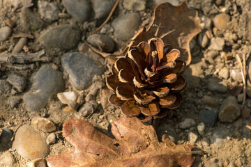 Scots Pine Cone