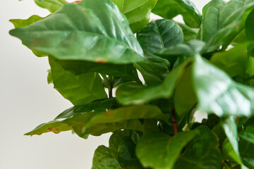 zielone liście ,roślina doniczkowa 