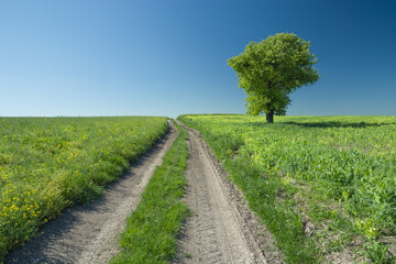 Fototapeta na wymiar Rural road, field and a lonely green tree