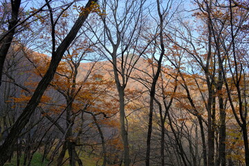 Japanese forest in early winter