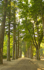 
Tree Road in Nami Island.