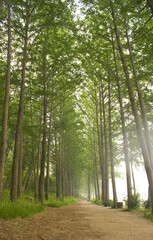 Tree Road in Nami Island in summer