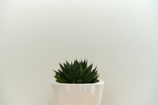 aloes ,Alo&euml;