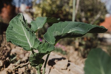 kale Cabbage detail plantation. Green kales background.