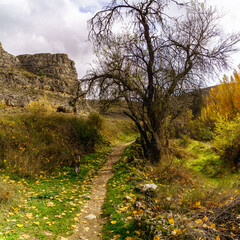 Autumn landscape. Path in the forest with lights and shadows. Carpet of fallen leaves and magical and enchanted forest.
