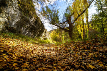 Autumn landscape. Path in the forest with lights and shadows. Carpet of fallen leaves and magical and enchanted forest.
