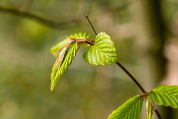 Spring Beech Leaves