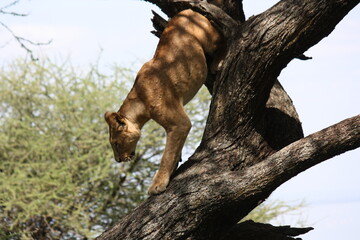 Lion in Tanzanian Tree