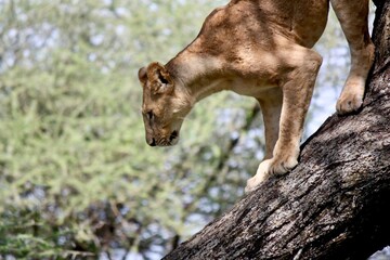 Lion in Tanzanian Tree