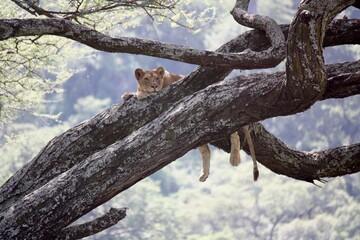 Fototapeta na wymiar Lion in Tanzanian Tree