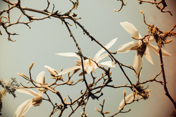 Fototapeta na wymiar White Magnolia Flowers - Vintage