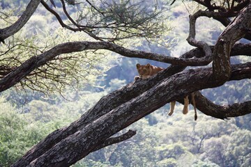 Fototapeta na wymiar Lion in Tanzanian Tree