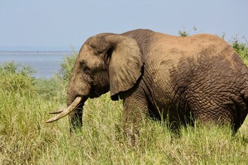 Fototapeta na wymiar Elephants in Tanzanian Wilderness