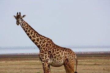 Giraffe in Tanzanian Wilderness