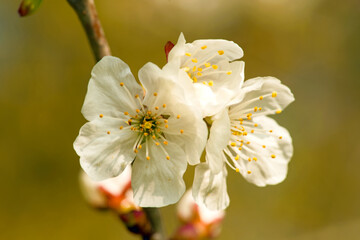 Cherry Tree Blossom