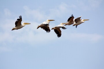 Fototapeta na wymiar Pelicans Soar Above Tanzania