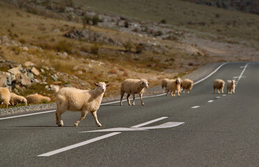 Russia. South Of Western Siberia. Gorny Altai. A herd of domestic goats and sheep slowly wander along the Chui highway from one pasture to another.