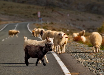 Russia. South Of Western Siberia. Gorny Altai. A herd of domestic goats and sheep slowly wander along the Chui highway from one pasture to another.