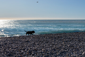 dog running on the beach
