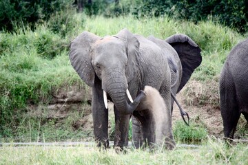 Elephant Takes Dust Bath in Tanzanian Wilderness