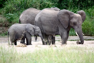 Mother and Child Elephants in Tanzanian Wilderness