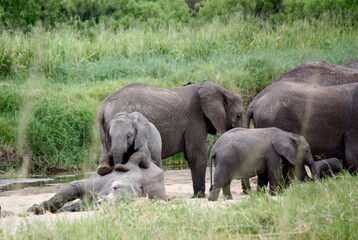 Naklejka na ściany i meble Young Elephant Wants to Play in Tanzanian Wilderness