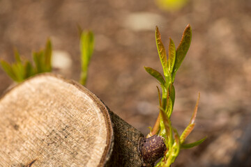 Rhododendron New Shoots