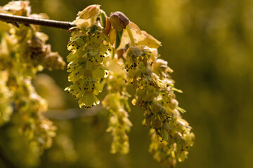 Spring Catkins