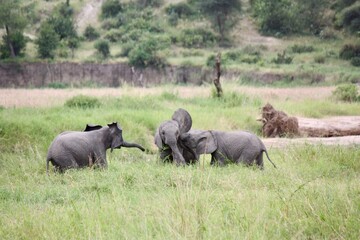 Young Elephants Playing in Tanzanian Wilderness