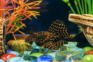 Ancistrus common. Sucker cleaner fish in aquarium. Female catfish.
