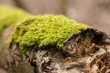 Moss on Rotten Branch