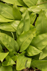 Wild Garlic Leaves