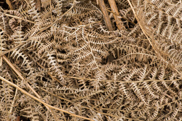 Dead Bracken