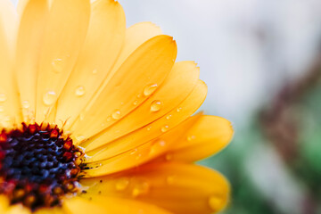 Gouttes de pluie sur les pétales d'une fleur orange de calendula
