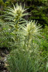 Thistle Stalks Grow in Alpine Field