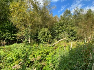Fototapeta na wymiar Edge of a forest, near Stocks reservoir, with wild plants, and a blue sky in, Easington, Clitheroe, UK