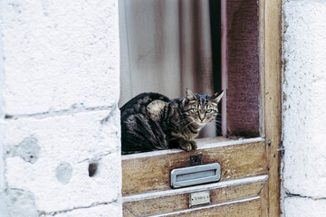 Chat tigré assis sur une porte en bois