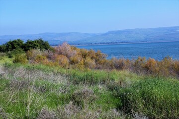 nature photography in israel on the shores of lake kinneret