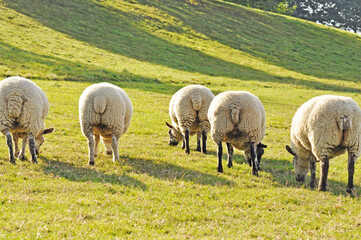 Obraz premium Sheep of England