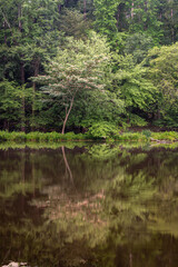 Trees Reflecting in Rick’s Pond