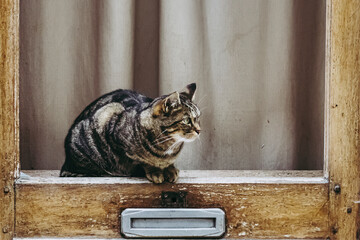 Chat tigré assis sur une porte en bois