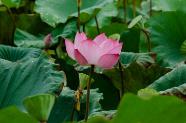 Beautiful pink lotus flower in blooming with green leaves as background