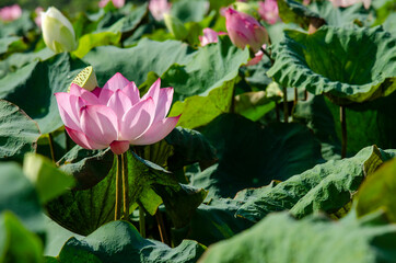 Lotus flower blooming in summer pond with green leaves as background
