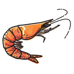Shrimp isolated on white background. Vector illustration of food.