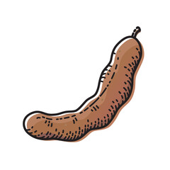 Tamarind isolated on white background. Vector illustration of fruit.