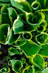 Fototapeta premium Plants