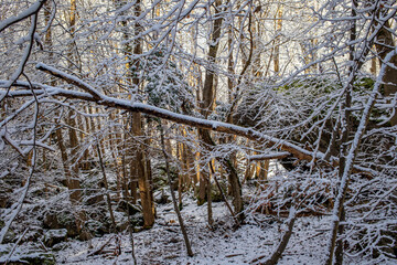 verschneiter Wald am Drackensteiner Hang