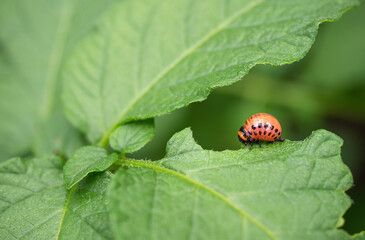 Colorado beetle (Leptinotarsa decemlineata) larva eating leaf of potato plant. Close-up of insect pest causing huge damage to harvest in farms and gardens
