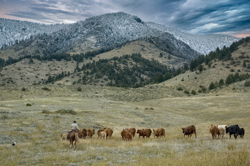 Cattle roundup in Montana foothills