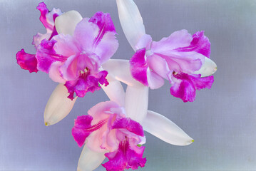 Laelia orchid against textured background